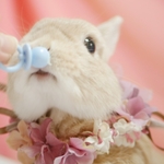 【ご予約専用ページになります】うさぎさんつけ襟ヘッドレス