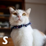 《ザビエルS》ポルカドット トリコロール・ネイビー