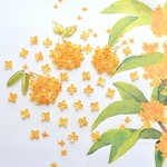オリジナル新色★7mm金木犀　お花のガラスビーズ  キンモクセイ　ハニーイエローグラデーション