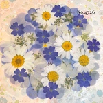 ♡new♡作家様必見♡押し花MIXセット♡押し花セット