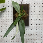 ビカクシダ　ベイチー