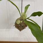 ビカクシダ　苔玉　ネザーランド