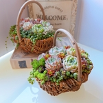 多肉植物寄せ植え*かご寄せ植え*(中サイズ)