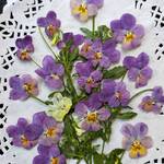 押し花　ビオラの茎付き　セット　No.405557