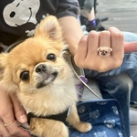 ぷっくり♡1匹用リング
