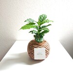 ●数量限定●新作●　”コーヒーの木　ジュート巻デザイン鉢カバーセット（セメント製）”　観葉植物　おしゃれ　北欧　ギフト　プレゼント　インテリア　