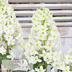 鉢花 カシワバアジサイ 4号ポット 高さ50cm 柏葉 紫陽花 白 育てやすい あじさい