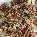 蓼藍　藍の種　100粒　藍染生葉染め・絞り染め　農薬化学肥料不使用