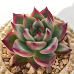 多肉植物＊ファイヤーピラー＊エケベリア＊人気種＊根あり苗＊cool beautifully
