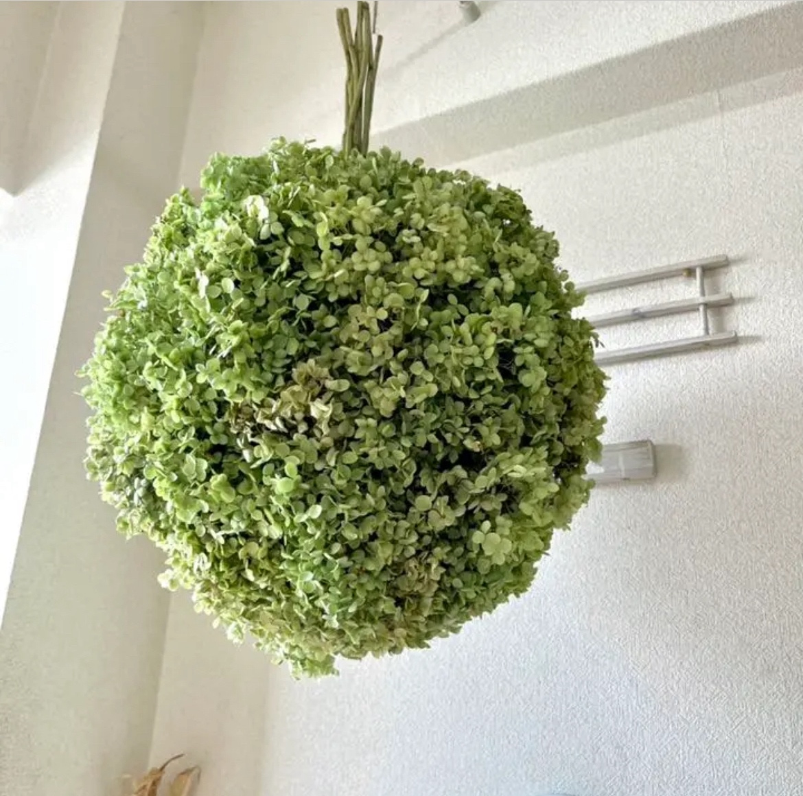 アナベル紫陽花ボールリース　フライングリースフライングスワッグ　スワッグ　ブーケ アナベル紫陽花 リース スワッグ ブーケ フライングリース フライング