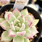 アボカドクリーム＊エケベリア＊多肉植物＊抜き苗