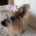 犬用ちょうちょのバレッタリボン