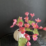 粘土の花秋海棠