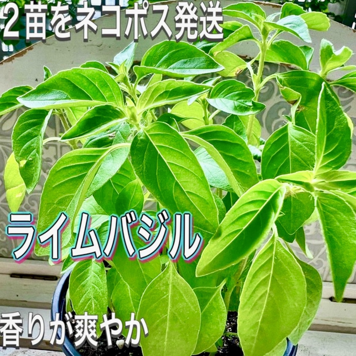 八重咲きローマン 苗 ダブルフラワーカモミール 3.5号 カモミール