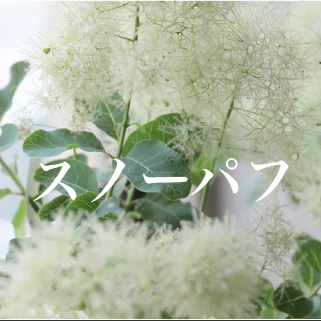 超ポイントアップ祭 スモークツリー 苗 ミモザの庭 - 雌株 苗木 グリーンボール 落葉樹