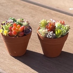 多肉植物 寄せ植え そのまま飾れる❁¨̮ミニ陶器鉢2個セット