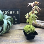 山モミジの苔玉♡可愛いミニサイズ♡観葉植物♡インテリア