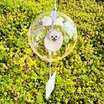 風鈴🎐ポメラニアンちゃんと花火柄C