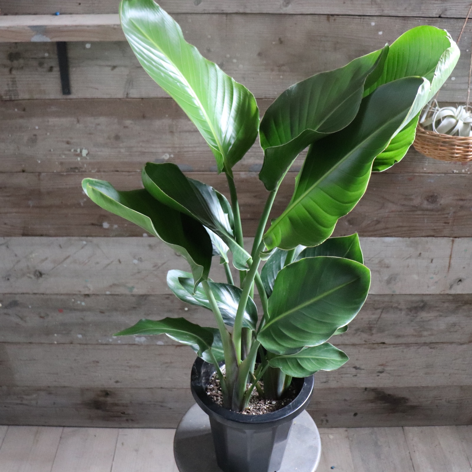 オーガスタ♡大きな観葉植物♡ストレチア♡極楽鳥花 - パリジェンヌ