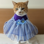 藤色シフォンアジサイドレス