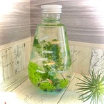 新「めだかのいる部屋 」　メダカの ハーバリウム　