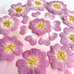 ピンクの薔薇の押し花　💐