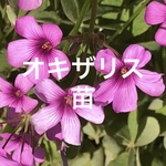 オキザリス ブラジリエンシス 濃いピンク ポット苗 ハナカタバミ