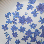 ★　あじさいてまりてまり (ブルー） 押花素材　★