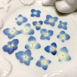 再販  純国産押し花　あじさい  Sサイズ  【ブルー】15輪　レジン・キャンドル封入、押し花アート対応