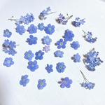 ミオマルク勿忘草ドライフラワー