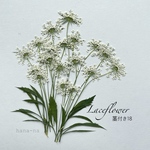 🎵レースフラワー  茎付き横向き18輪  ＊ 押し花