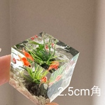 5/27 21時〜【DF59後夜祭♪】CUBE水槽-2.5cm角