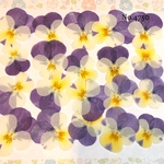 ♡new♡送料無料 ☆ビオラ☆ 押し花セット