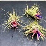 Tillandsia エアプランツ イオナンタ  フエゴ  3株