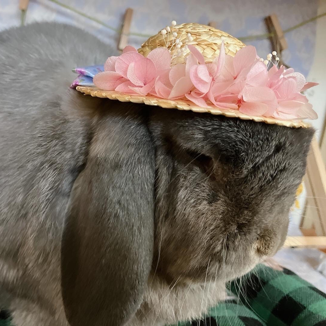 うさぎさんの花かんむりNo.1 - ohana et lapin | minne byGMOペパボ