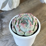 チワワエンシス　多肉植物