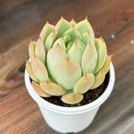 ピンクドラゴン　多肉植物