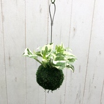 ポトス　エンジョイ ENJOY 苔玉 ハンギング