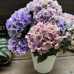 新品種♡カラーウェーブ♡希少♡秋色♡マーブル♡紫陽花
