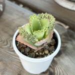 子宝草　多肉植物
