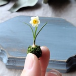 【ミニチュア】苔玉スイセン　 ミニチュアフラワー