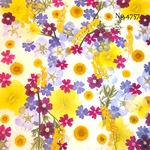 ♡new♡作家様必見♡押し花MIXセット♡押し花セット