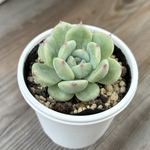 マリア　多肉植物