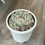 チワワエンシスルビーブラッシュ　多肉植物