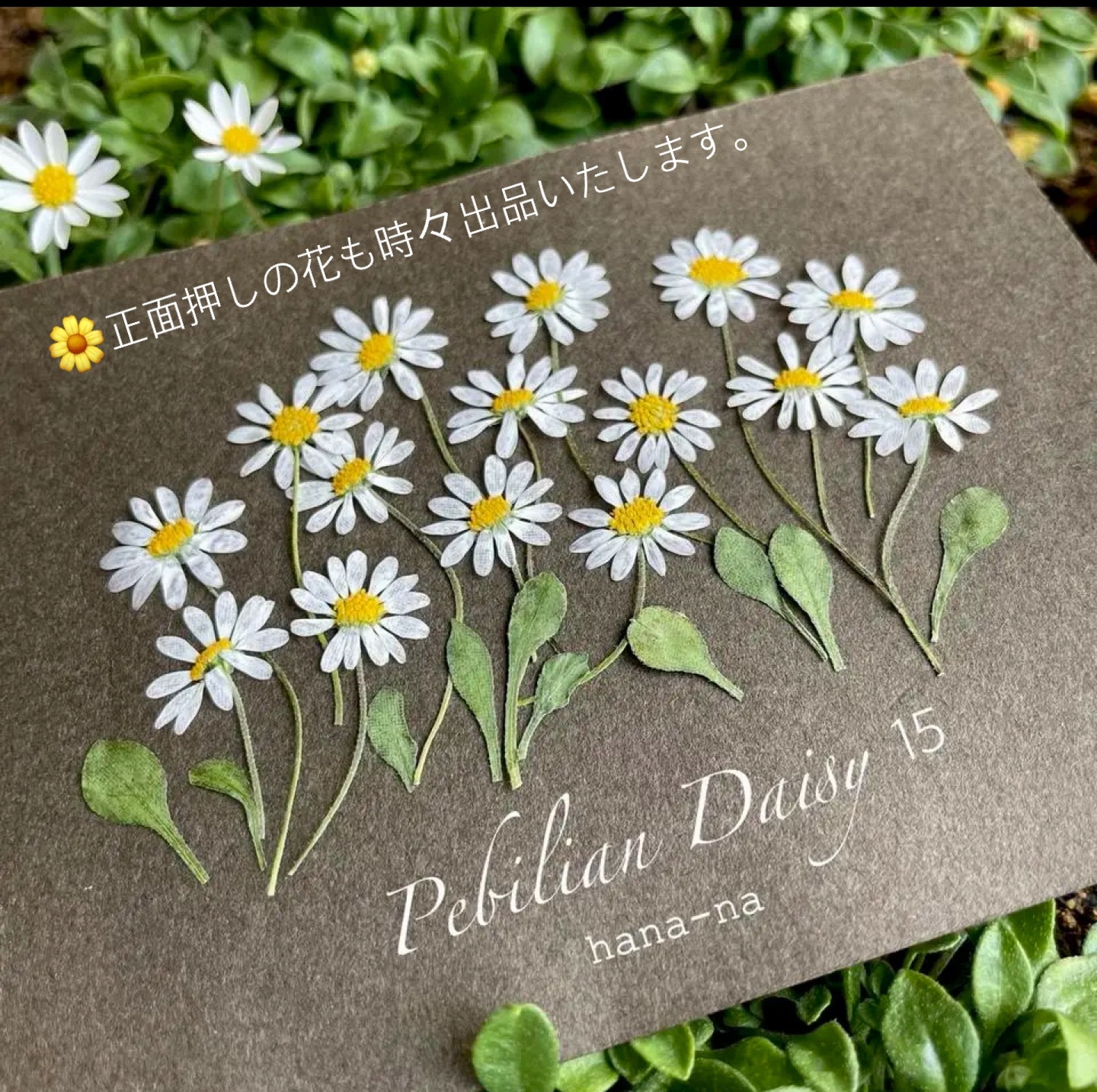 mお花になります(^^)ペビリアンデージー 可憐なペビリアンデージー Pebilian Daisy | どんぐりの日々の楽しみ