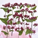 ソバの花の押し花