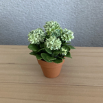 紫陽花　アナベル