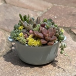 多肉植物 寄せ植え そのまま飾れる❁⃘*.゜陶器鍋鉢