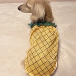 犬服★ パイナップルスモック　スモック　パイナップル　ダックス　チワワ　