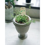 多肉植物　ドルフィンネックレス　脚付陶器鉢付き